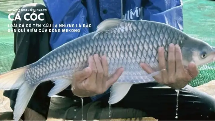 Cá Cóc Nước Ngọt: Đặc Điểm, Vùng Phân Bố Và Giá Trị Ẩm Thực Miền Tây