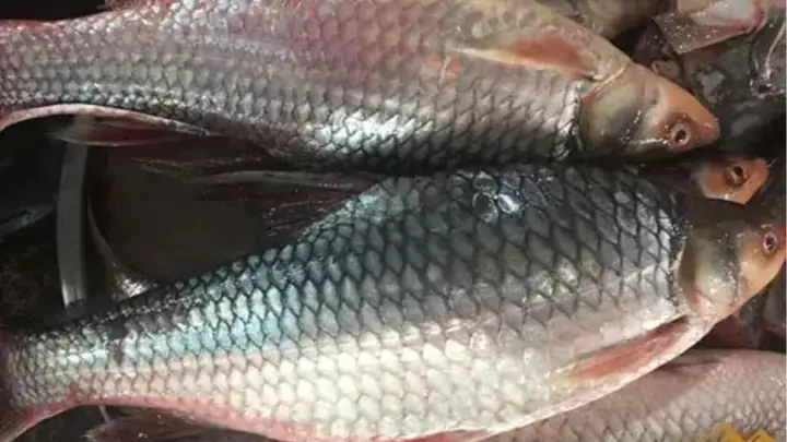 Cá Cóc Nước Ngọt: Đặc Điểm, Vùng Phân Bố Và Giá Trị Ẩm Thực Miền Tây