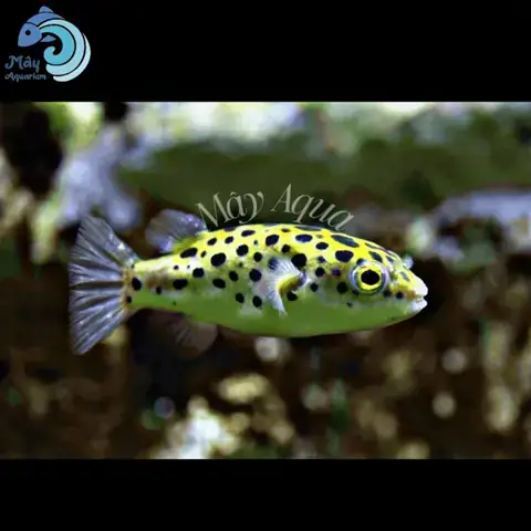 Cá Da Beo Ăn Gì? Chế Độ Dinh Dưỡng Và Lưu Ý Quan Trọng
