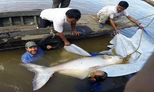Cá Da Trơn Khổng Lồ: Khám Phá Loài Cá Nước Ngọt Lớn Nhất Thế Giới Cá Da Trơn Khổng Lồ: Khám Phá Loài Cá Nước Ngọt Lớn Nhất Thế Giới
