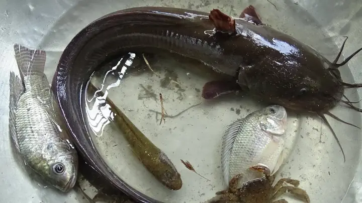 Cá Da Trơn Tiếng Anh Là Gì? Catfish & Các Thuật Ngữ Liên Quan Cá Da Trơn Tiếng Anh Là Gì? Catfish & Các Thuật Ngữ Liên Quan