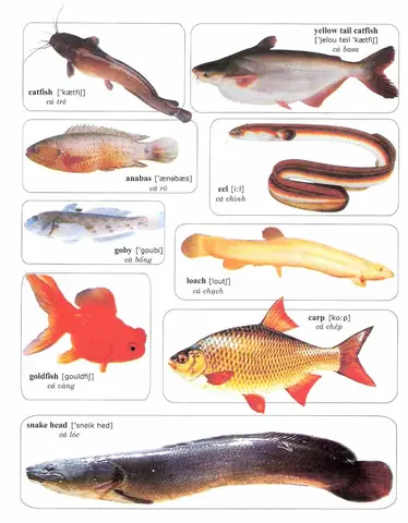 Cá Da Trơn Tiếng Anh Là Gì? Catfish & Các Thuật Ngữ Liên Quan Cá Da Trơn Tiếng Anh Là Gì? Catfish & Các Thuật Ngữ Liên Quan