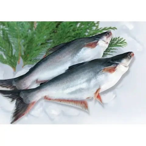 Cá Da Trơn Tiếng Anh Là Gì? Catfish & Các Thuật Ngữ Liên Quan Cá Da Trơn Tiếng Anh Là Gì? Catfish & Các Thuật Ngữ Liên Quan