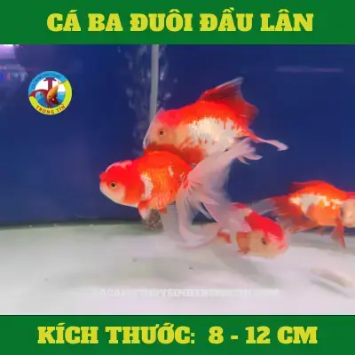 Cách Trị Nấm Cho Cá Đầu Lân Bị Bệnh Hiệu Quả