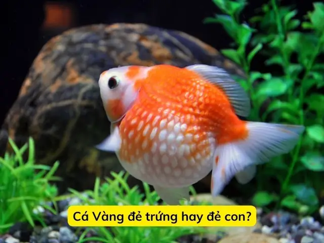 Cá Đẻ Trứng Hay Đẻ Con? Giải Mã Bí Mật Sinh Sản Của Các Loài Cá
