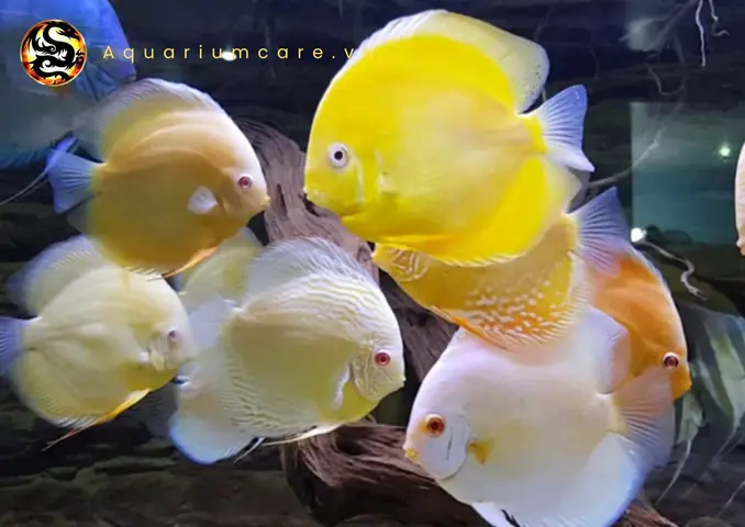 Cá Đĩa Albino Là Gì? Đặc Điểm, Sự Khác Biệt & Ý Nghĩa Trong Giới Thủy Sinh