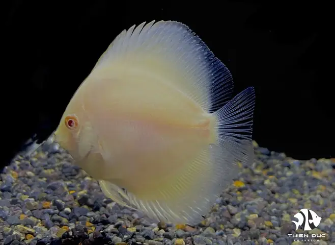 Cá Dĩa Albino Là Gì? Giải Mã Đặc Điểm & Cách Nuôi Chuẩn
