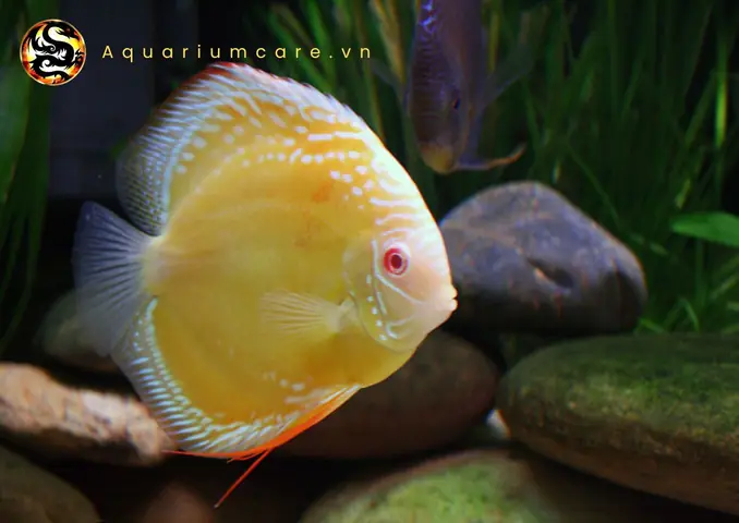 Cá Dĩa Albino Là Gì? Giải Mã Đặc Điểm & Cách Nuôi Chuẩn