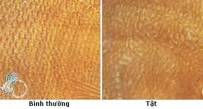 Cá Dĩa Bị Đen Vây: Nguyên Nhân, Cách Xử Lý & Phòng Ngừa Hiệu Quả