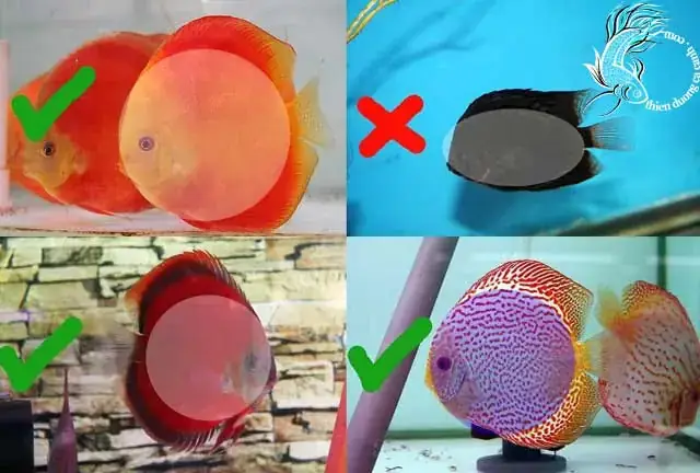 Cá Dĩa Bị Đen Vây: Nguyên Nhân, Cách Xử Lý & Phòng Ngừa Hiệu Quả
