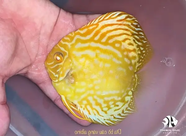 Cá Dĩa Bồ Câu Albino: Đặc Điểm, Cách Nuôi Và Vẻ Đẹp Độc Đáo