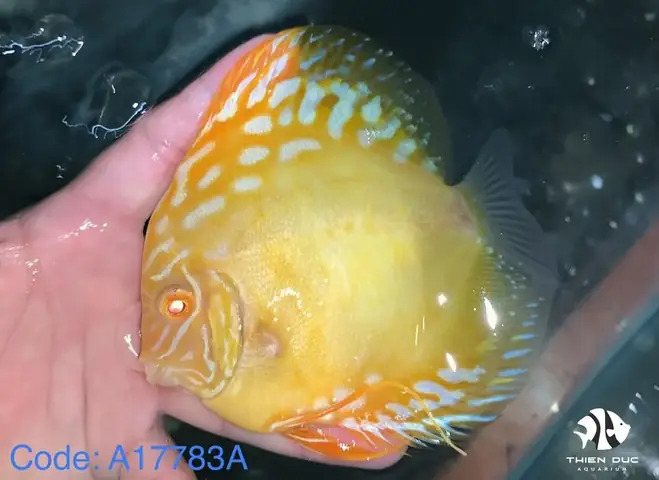 Cá Dĩa Bồ Câu Albino: Đặc Điểm, Cách Nuôi Và Phân Biệt