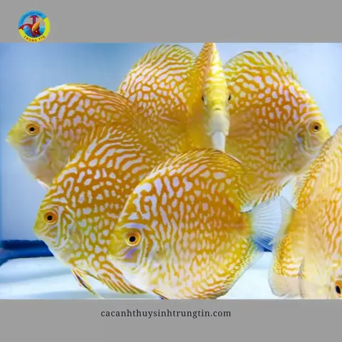 Cá Dĩa Bồ Câu Vàng: Đặc Điểm, Cách Nuôi Và Phân Biệt Giống