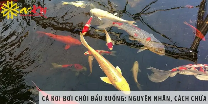 Cá Dĩa Bơi Chúi Đầu: Nguyên Nhân, Cách Khắc Phục Và Lưu Ý