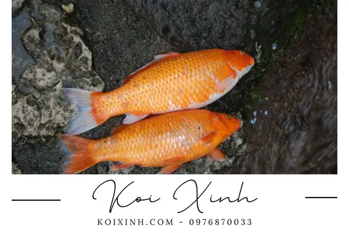 Cá Dĩa Bơi Nghiêng: Nguyên Nhân & Cách Xử Lý Dứt Điểm Cá Dĩa Bơi Nghiêng: Nguyên Nhân & Cách Xử Lý Dứt Điểm