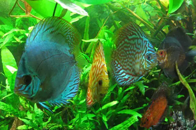 Cá Dĩa Bơi Nghiêng: Nguyên Nhân & Cách Xử Lý Dứt Điểm Cá Dĩa Bơi Nghiêng: Nguyên Nhân & Cách Xử Lý Dứt Điểm