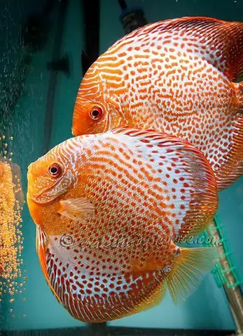 Cá Dĩa Da Beo: Đặc Điểm, Các Dòng Phổ Biến Và Cách Nuôi