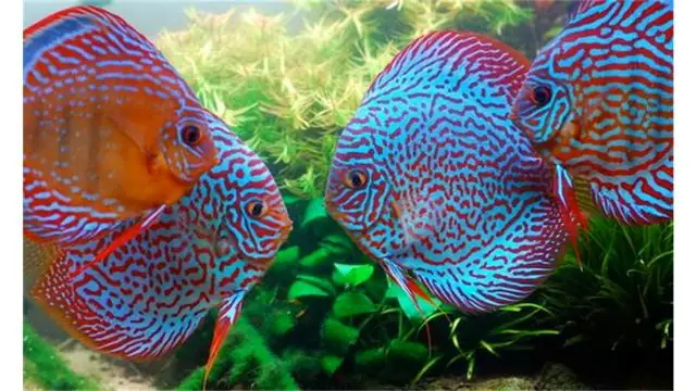 Top 30+ Loài Cá Dĩa Đẹp Nhất Thế Giới: Khám Phá "nhất Đại Mỹ Ngư"