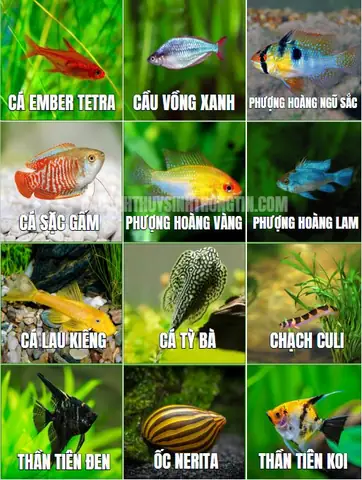 Cá Dĩa Nuôi Chung Với Cá Rồng: Kinh Nghiệm & Lưu Ý Quan Trọng