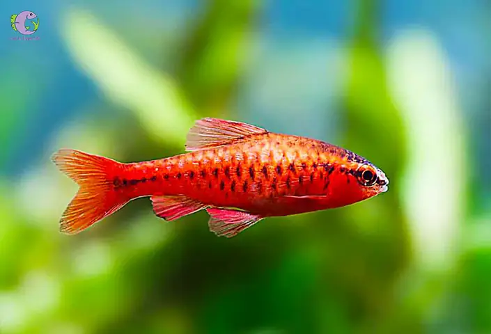 Cá Diếc Anh Đào Siêu Đỏ: Đặc Điểm, Kỹ Thuật Nuôi & Phối Giống Hợp Lý