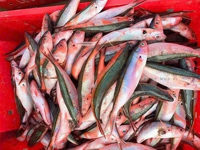 Cá Đỏ Là Cá Gì? Đặc Điểm, Các Loại Phổ Biến Và Món Ngon