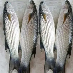 Cá Đối Tiếng Anh Là Gì? Định Nghĩa, Các Loại & Cách Dùng Chuẩn