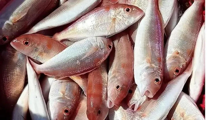Cá Đồng Là Cá Gì? Khám Phá Các Loại Phổ Biến Và Đặc Điểm