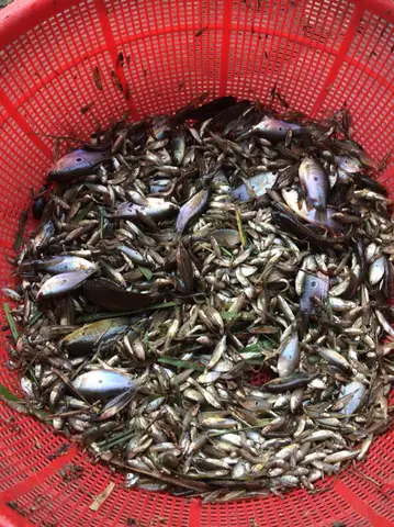 Cá Đồng Miền Quê: Khám Phá Đặc Sản Sông Nước & Cách Thưởng Thức Ngon Miệng Cá Đồng Miền Quê: Khám Phá Đặc Sản Sông Nước & Cách Thưởng Thức Ngon Miệng