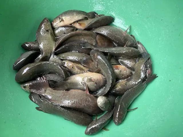 Cá Đồng Miền Quê: Khám Phá Đặc Sản Sông Nước & Cách Thưởng Thức Ngon Miệng Cá Đồng Miền Quê: Khám Phá Đặc Sản Sông Nước & Cách Thưởng Thức Ngon Miệng