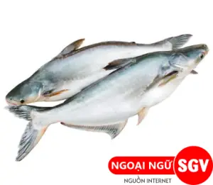 Cá Đổng Tiếng Anh Là Gì? Ý Nghĩa Và Các Thuật Ngữ Liên Quan