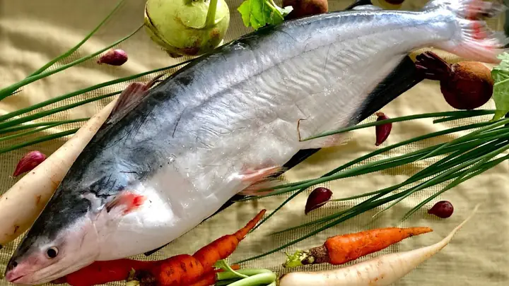 Cá Dứa Là Cá Gì? Đặc Điểm, Phân Biệt Và Các Món Ngon Phổ Biến