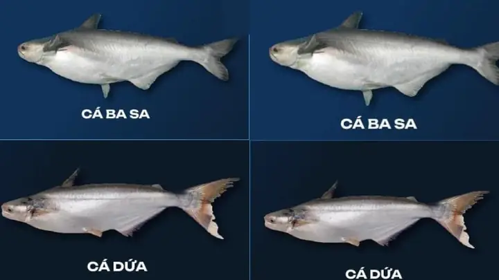 Cá Dứa Là Cá Gì? Đặc Điểm, Phân Biệt Và Các Món Ngon Phổ Biến