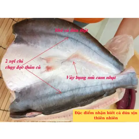 Cá Dứa Tự Nhiên: Phân Biệt, Dinh Dưỡng Và Cách Chọn Mua Chất Lượng