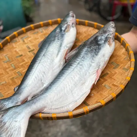 Cá Dứa Tự Nhiên: Phân Biệt, Dinh Dưỡng Và Cách Chọn Mua Chất Lượng