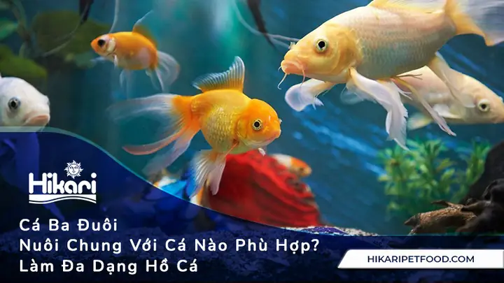 Cá Đuôi Kiếm Nuôi Chung Với Cá Nào: Danh Sách Bạn Bè Lý Tưởng & Lưu Ý Quan Trọng