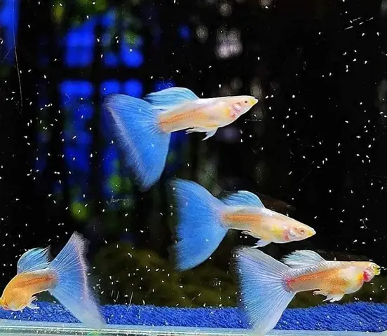 Cá Guppy Blue Topaz: Đặc Điểm, Cách Nuôi Và Giá Bán Chi Tiết