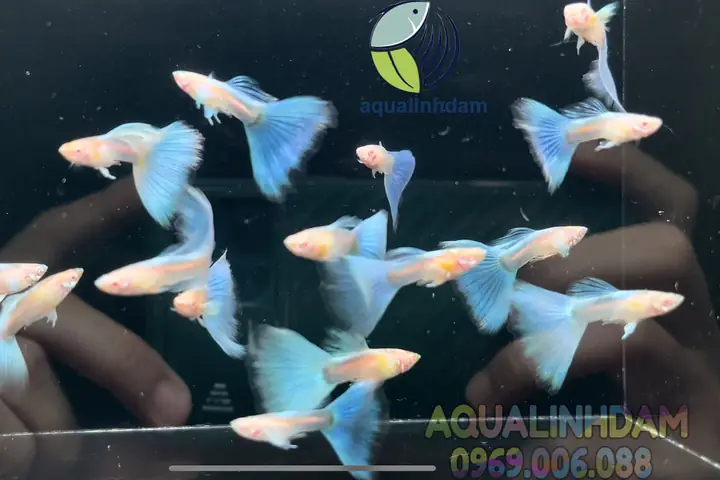 Cá Guppy Blue Topaz: Đặc Điểm, Cách Nuôi Và Giá Bán Chi Tiết