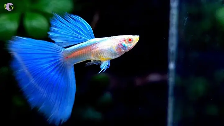 Cá Guppy Blue Topaz: Đặc Điểm, Cách Nuôi Và Giá Bán Chi Tiết