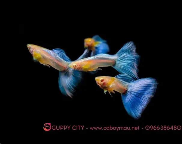 Cá Guppy Blue Topaz: Đặc Điểm, Cách Nuôi Và Giá Bán Chi Tiết