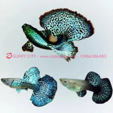 Cá Guppy Rồng Xanh: Đặc Điểm, Cách Nuôi Và Giá Bán Chi Tiết