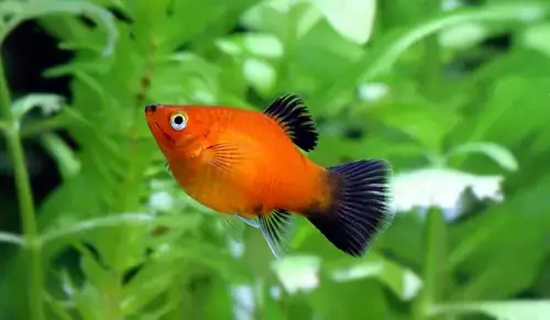 Cá Hà Lan Ăn Gì? Hướng Dẫn Chế Độ Ăn Chi Tiết Cho Cá Khỏe Mạnh Cá Hà Lan Ăn Gì? Hướng Dẫn Chế Độ Ăn Chi Tiết Cho Cá Khỏe Mạnh