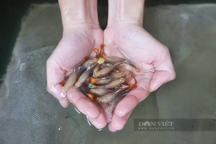 Cá Hà Lan Đẻ Bao Nhiêu Con Mỗi Lần? Hướng Dẫn Sinh Sản Chi Tiết