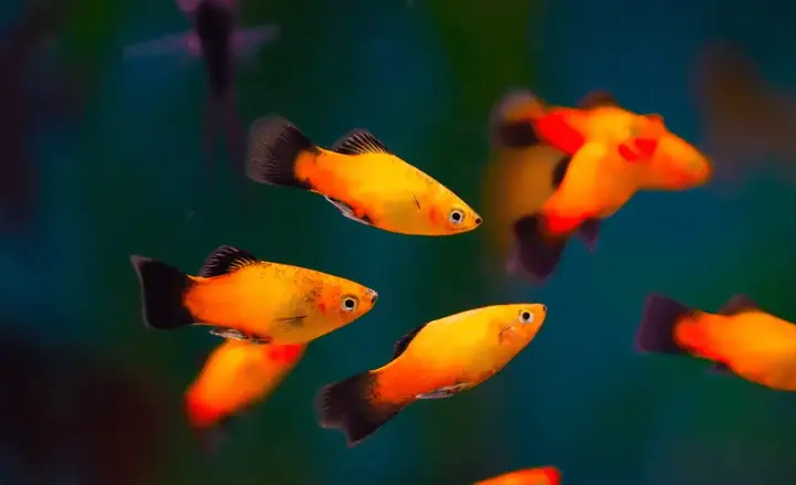 Cá Hà Lan Đuôi Lửa: Đặc Điểm, Cách Nuôi & Chăm Sóc Chi Tiết Cá Hà Lan Đuôi Lửa: Đặc Điểm, Cách Nuôi & Chăm Sóc Chi Tiết