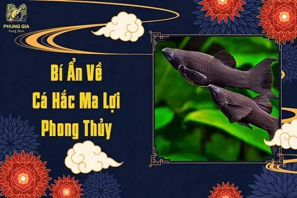 Cá Hắc Ma Lợi: Đặc Điểm, Cách Nuôi Và Ý Nghĩa Phong Thủy Cá Hắc Ma Lợi: Đặc Điểm, Cách Nuôi Và Ý Nghĩa Phong Thủy