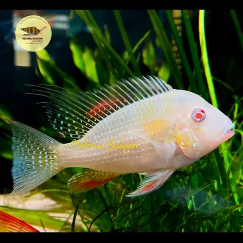 Cá Hải Hồ Albino: Đặc Điểm, Cách Nuôi Và Lưu Ý Quan Trọng Cá Hải Hồ Albino: Đặc Điểm, Cách Nuôi Và Lưu Ý Quan Trọng