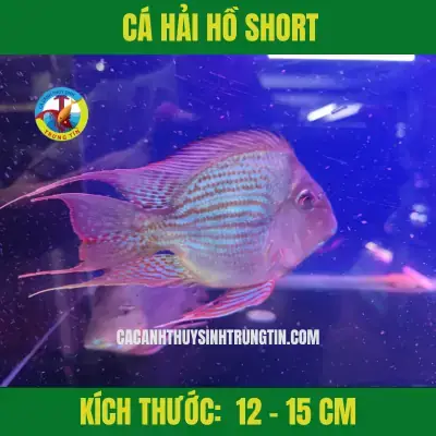 Cá Hải Hồ Short Body: Đặc Điểm, Cách Nuôi Và Địa Điểm Mua Uy Tín