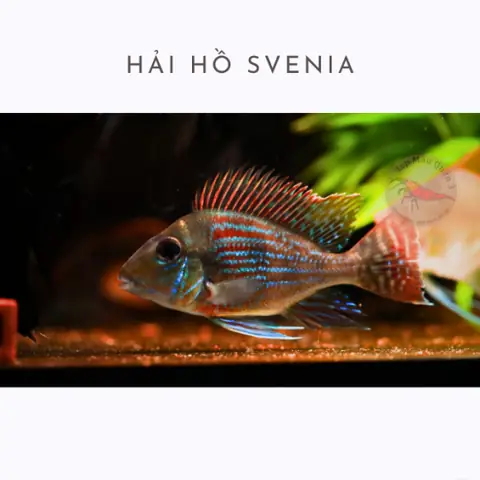 Cá Hải Hồ Svenia (sciaenochromis Fryeri): Đặc Điểm, Cách Nuôi Và Chăm Sóc Chuẩn