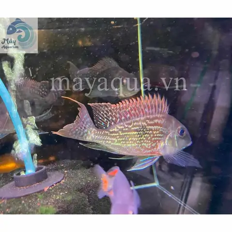 Cá Hải Hồ Svenia (sciaenochromis Fryeri): Đặc Điểm, Cách Nuôi Và Chăm Sóc Chuẩn