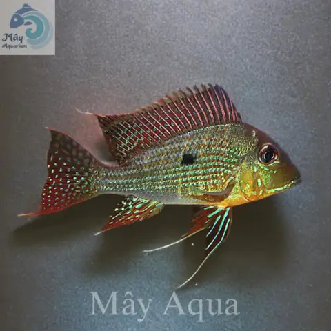 Cá Hải Hồ Svenia (sciaenochromis Fryeri): Đặc Điểm, Cách Nuôi Và Chăm Sóc Chuẩn