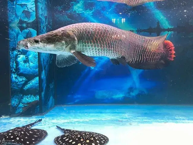 Cá Hải Tượng: Nguồn Gốc, Đặc Điểm Nổi Bật Và Giá Bán Chi Tiết
